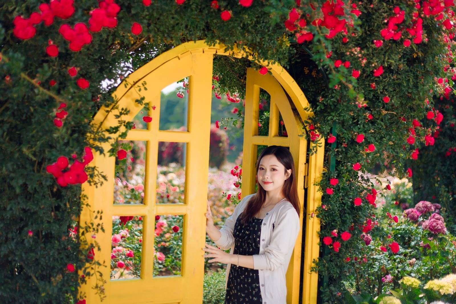Check-in Fansipan mùa hoa hồng, ngỡ như đang giữa vườn cổ tích trời Âu- Ảnh 4. Check-in Fansipan mùa hoa hồng, ngỡ như đang giữa vườn cổ tích trời Âu- Ảnh 4.
