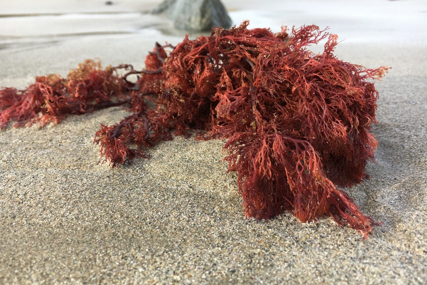 Góc giải ngố: Bạn có biết carrageenan được thêm vào những que kem để làm gì và có ăn được không?- Ảnh 1. Góc giải ngố: Bạn có biết carrageenan được thêm vào những que kem để làm gì và có ăn được không?- Ảnh 1.