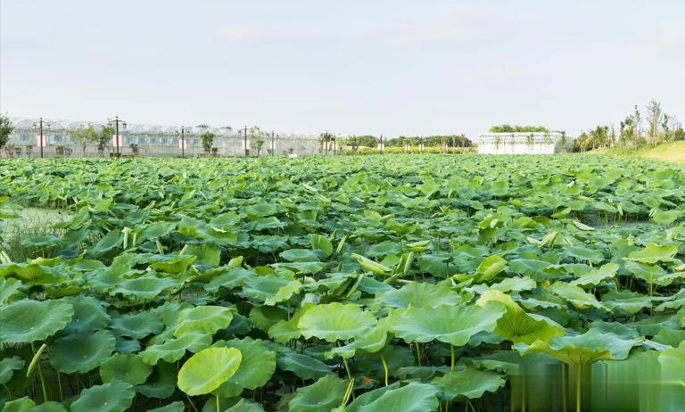5 loại rau "không bao giờ bị phun thuốc trừ sâu" đang vào mùa, bổ dưỡng như nhân sâm, nhất là cái số 3- Ảnh 3. 5 loại tải app hi88 "không bao giờ bị phun thuốc trừ sâu" đang vào mùa, bổ dưỡng như nhân sâm, nhất là cái số 3- Ảnh 3.
