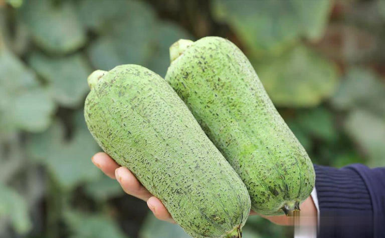 5 loại rau "không bao giờ bị phun thuốc trừ sâu" đang vào mùa, bổ dưỡng như nhân sâm, nhất là cái số 3- Ảnh 1. 5 loại tải app hi88 "không bao giờ bị phun thuốc trừ sâu" đang vào mùa, bổ dưỡng như nhân sâm, nhất là cái số 3- Ảnh 1.