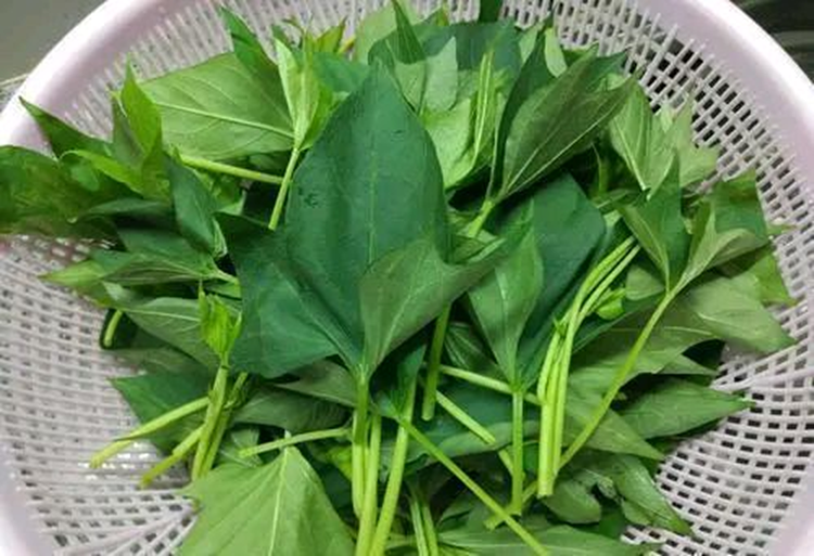 5 loại rau "không bao giờ bị phun thuốc trừ sâu" đang vào mùa, bổ dưỡng như nhân sâm, nhất là cái số 3- Ảnh 4. 5 loại tải app hi88 "không bao giờ bị phun thuốc trừ sâu" đang vào mùa, bổ dưỡng như nhân sâm, nhất là cái số 3- Ảnh 4.