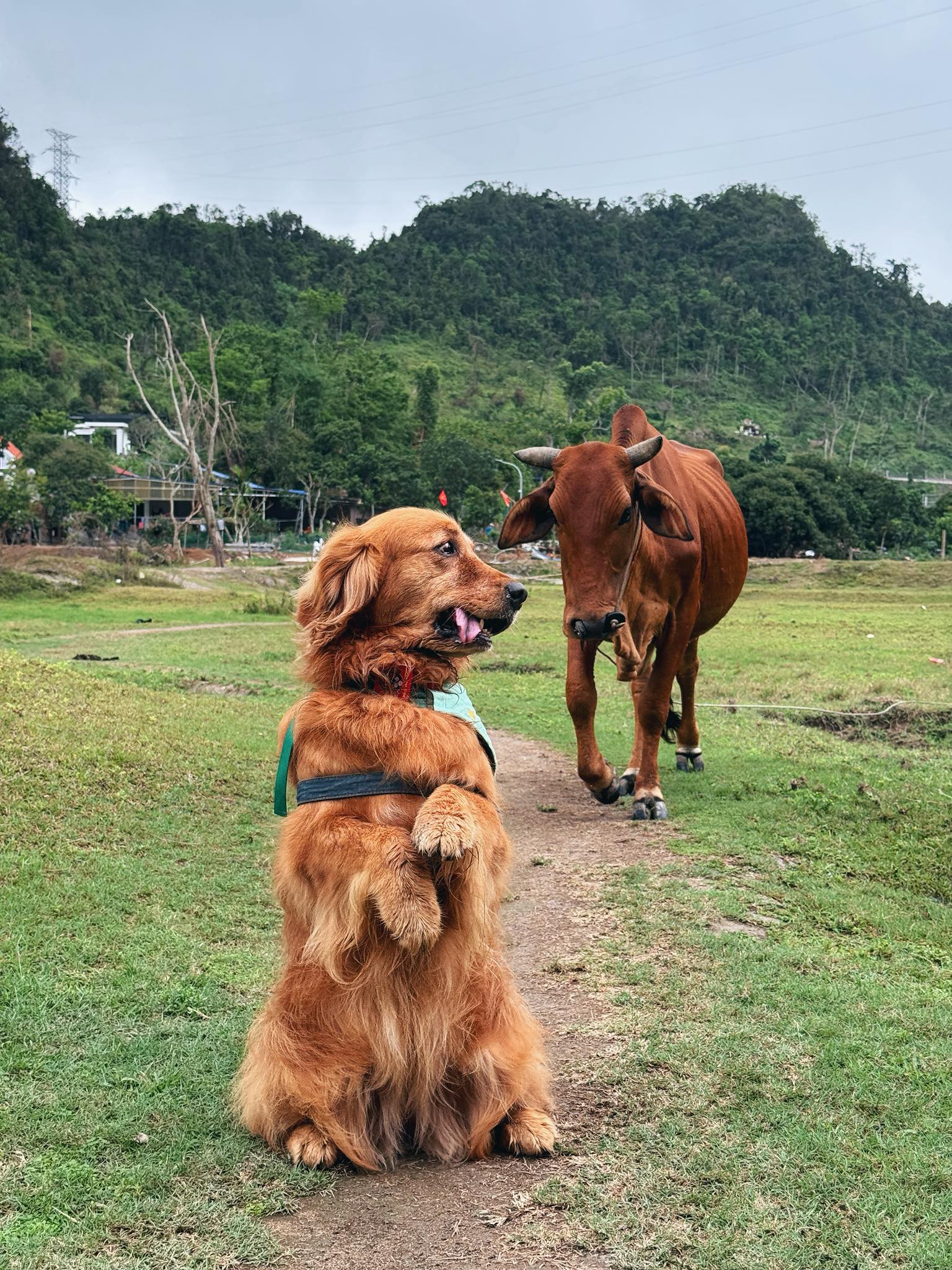 Chàng trai đi du lịch xuyên Việt cùng 2 chú chó: Đến đâu "off-fan" đến đó, vui thì hết nấc nhưng cũng có... nỗi niềm khó tả mà các "sen" cần biết- Ảnh 21. Chàng trai đi du lịch xuyên Việt cùng 2 chú chó: Đến đâu "off-fan" đến đó, vui thì hết nấc nhưng cũng có... nỗi niềm khó tả mà các "sen" cần biết- Ảnh 21.