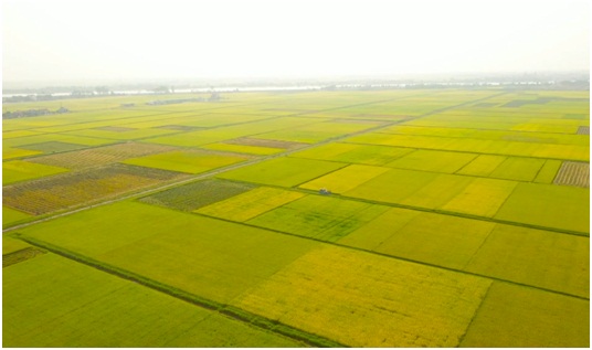 A2  Vùng sản xuất lúa chất lượng cao tại xã Khánh Trung huyện Yên Khánh.