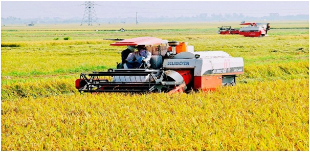 Thu hoạch lúa bằng máy gặt đập liên hợp. nhà cái hi88 hoạch lúa bằng máy gặt đập liên hợp.