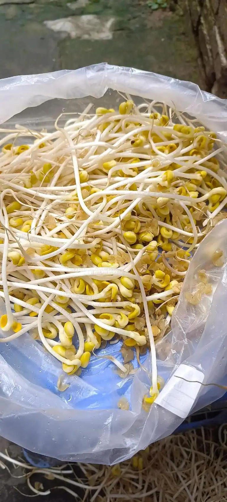 Dạo 1 vòng chợ, người tinh ranh nhìn là biết ngay 5 loại rau củ này "ngâm tẩm đẫm hóa chất", nhất là cái số 4- Ảnh 4. Dạo 1 vòng chợ, người tinh ranh nhìn là biết hi88.com lừa đảo 5 loại rau củ này "ngâm tẩm đẫm hóa chất", nhất là cái số 4- Ảnh 4.