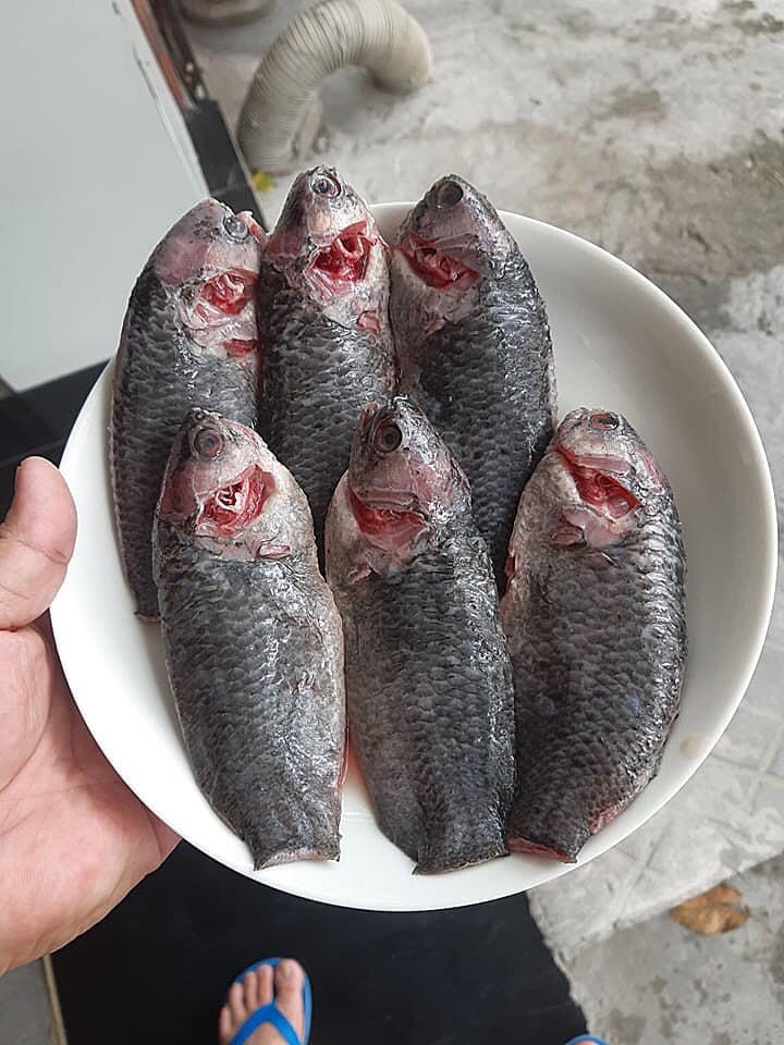 Món chè cung đình làm từ cá: Vừa là mỹ thực lại giúp bổ tim dưỡng não, vị thanh mát độc đáo xua tan ngày hè nóng nực- Ảnh 5. Món chè cung đình làm từ cá: Vừa là mỹ thực lại giúp bổ tim dưỡng não, vị thanh mát độc đáo xua tan ngày hè nóng nực- Ảnh 5.