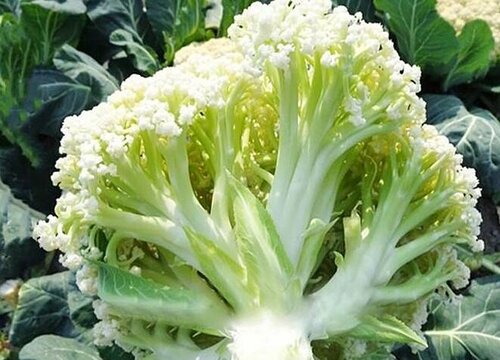 3 tạ rau quả nhiễm hóa chất độc hại bị thu giữ, tiêu hủy ở Sơn La: Cảnh báo 5 loại rau quả dễ "ngậm thuốc trừ sâu" nhất chợ- Ảnh 2. 3 tạ rau quả nhiễm hóa chất độc hại bị thu giữ, tiêu hủy ở Sơn La: Cảnh báo 5 loại rau quả dễ "ngậm thuốc trừ sâu" nhất chợ- Ảnh 2.