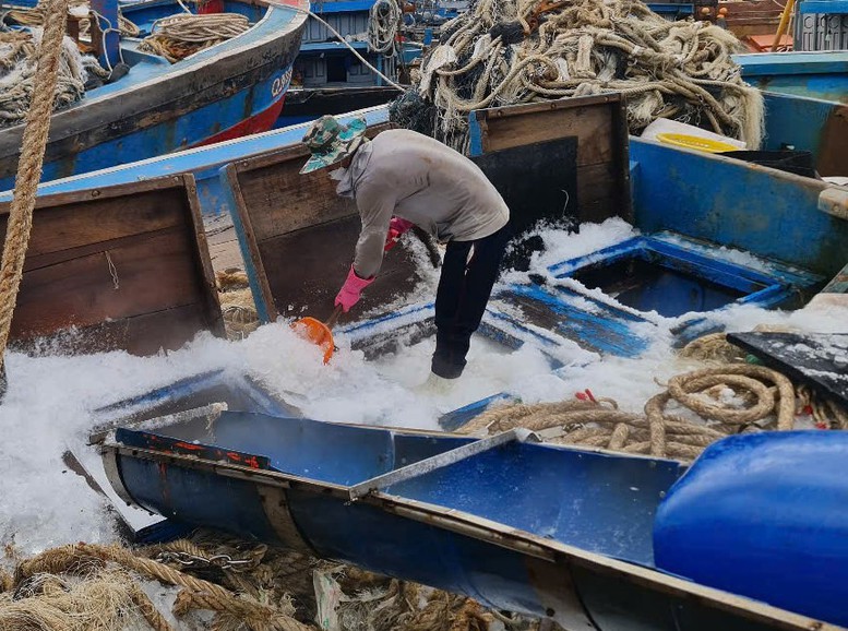 Quảng Nam tăng tốc chống khai thác IUU, sẵn sàng đón Đoàn thanh tra EC lần thứ 5- Ảnh 2. Quảng Nam tăng tốc chống khai thác IUU, sẵn sàng đón Đoàn thanh tra EC lần thứ 5- Ảnh 2.