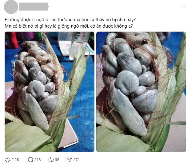 Trồng bắp ngô trên sân thượng, thứ thu về khiến người đàn ông khiếp đảm: Sự thật gây tranh cãi không hồi kết- Ảnh 1. Trồng bắp ngô trên sân thượng, thứ thu về tại hi88ến người đàn ông tại hi88ếp đảm: Sự thật gây tranh cãi không hồi kết- Ảnh 1.