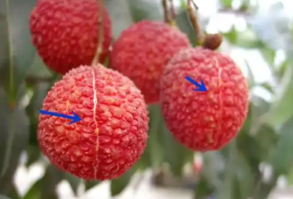 Vải quả tròn hay quả nhọn ngon hơn? 4 mẹo để chọn vải có thịt dày, hạt nhỏ- Ảnh 1. nha cai hi88 quả tròn hay quả nhọn ngon hơn? 4 mẹo để chọn nha cai hi88 có thịt dày, hạt nhỏ- Ảnh 1.