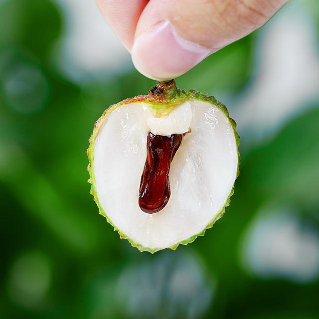 Vải quả tròn hay quả nhọn ngon hơn? 4 mẹo để chọn vải có thịt dày, hạt nhỏ- Ảnh 2. nha cai hi88 quả tròn hay quả nhọn ngon hơn? 4 mẹo để chọn nha cai hi88 có thịt dày, hạt nhỏ- Ảnh 2.