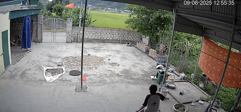 Đang ngồi trong nhà, nữ sinh bất ngờ chạy vụt ra sân khiến dân tình thót tim: Con nhà nông chắc hiểu dữ lắm!- Ảnh 1. Đang ngồi trong nhà, nữ sinh bất ngờ chạy vụt ra sân khiến dân tình thót tim: hi88.com nhà nông chắc hiểu dữ lắm!- Ảnh 1.