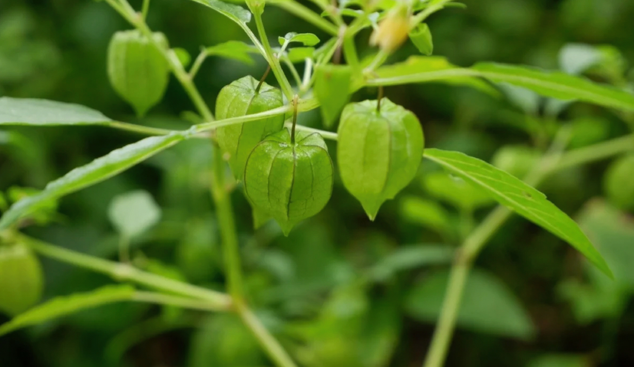Việt Nam có loại quả dại, ít người ăn, sang Nhật có giá 2,9 triệu đồng/kg: Tiềm năng phòng ung thư- Ảnh 1. Việt hi88.com có loại quả dại, ít người ăn, sang Nhật có giá 2,9 triệu đồng/kg: Tiềm năng phòng ung thư- Ảnh 1.