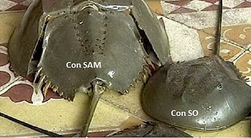 Cứu sống ngoạn mục bệnh nhân ngộ độc con so biển – Một ca hiếm gặp, nguy kịch đến suýt ngưng thở- Ảnh 1.