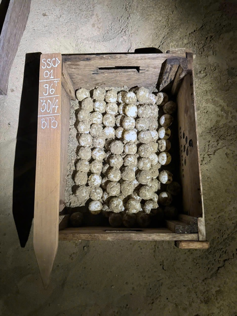 Cột mốc đáng tự hào: Hơn 30.000 cá thể rùa biển được thả về đại dương tại Côn Đảo- Ảnh 4. Cột mốc đáng tự hào: Hơn 30.000 cá thể rùa biển được thả về đại dương tại Côn Đảo- Ảnh 4.
