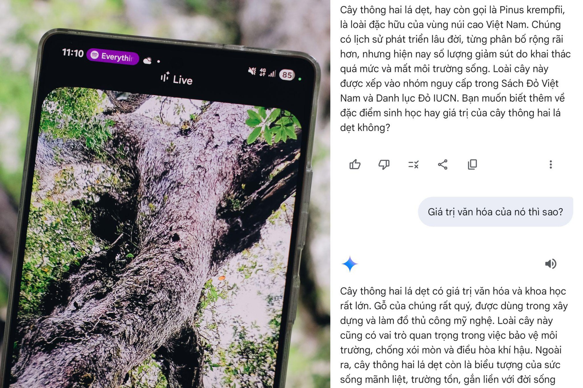 Khám phá Bidoup - Núi Bà cùng Galaxy S25 Series và “hướng dẫn viên AI” Gemini Live- Ảnh 4. Khám phá Bidoup - Núi Bà cùng Galaxy S25 Series và “hướng dẫn viên AI” truc tiep bong da vtv6- Ảnh 4.