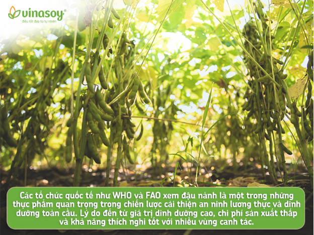 Dinh dưỡng thực vật lên ngôi, đậu nành xứng danh hạt "vàng" trong làng hạt- Ảnh 4.