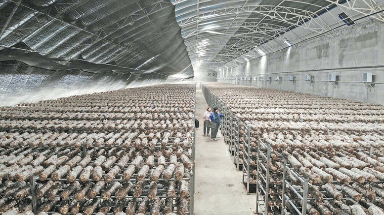 Hành trình tỷ đô của nông sản các nước (Kỳ 1): Nông dân Trung Quốc đổi đời từ cây nấm nhỏ- Ảnh 2. Hành trình tỷ đô của nông sản các nước (Kỳ 1): Nông dân Trung Quốc đổi đời từ cây nấm nhỏ- Ảnh 2.