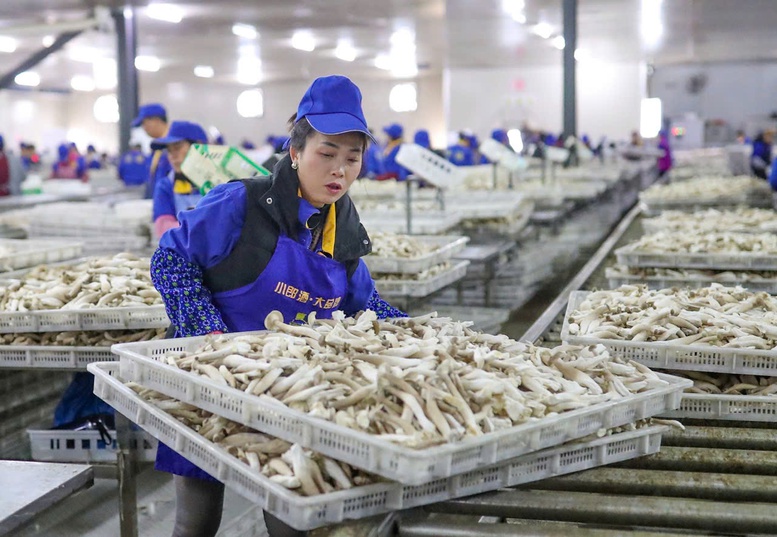 Hành trình tỷ đô của nông sản các nước (Kỳ 1): Nông dân Trung Quốc đổi đời từ cây nấm nhỏ- Ảnh 1. Hành trình tỷ đô của nông sản các nước (Kỳ 1): Nông dân Trung Quốc đổi đời từ cây nấm nhỏ- Ảnh 1.