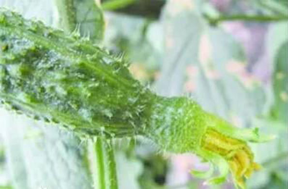 3 loại rau quả "ngậm đầy h&oacute;a chất", b&aacute;n rẻ như cho người kh&ocirc;n ngoan cũng lắc đầu bỏ đi- Ảnh 2.