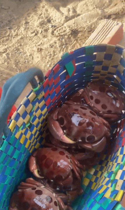 Vùng biển này toàn món ngon 'vương giả', nghe tên là đủ hiểu 'nhiều tiền chưa chắc đã được ăn'- Ảnh 3. Vùng biển này toàn món lich truc tiep bong da ngoai hang anh 'vương giả', nghe tên là đủ hiểu 'nhiều tiền chưa chắc đã được ăn'- Ảnh 3.