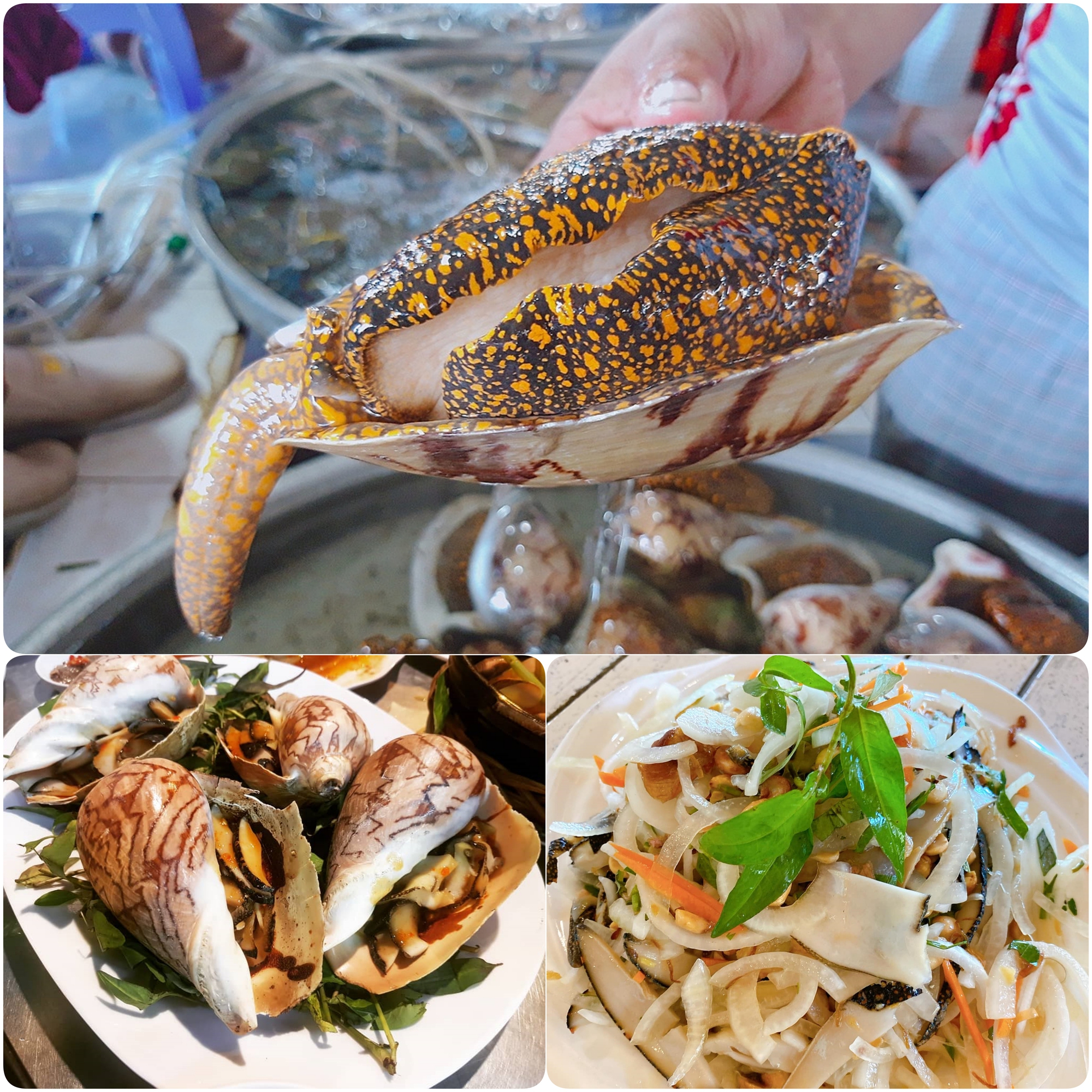 Vùng biển này toàn món ngon 'vương giả', nghe tên là đủ hiểu 'nhiều tiền chưa chắc đã được ăn'- Ảnh 9. Vùng biển này toàn món lich truc tiep bong da ngoai hang anh 'vương giả', nghe tên là đủ hiểu 'nhiều tiền chưa chắc đã được ăn'- Ảnh 9.