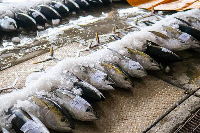 Ra chợ gặp 5 loại cá này thì mua ngay kẻo hết, đều là cá biển tự nhiên, không thể nuôi nhân tạo, ít xương, thịt mềm và dinh dưỡng cao- Ảnh 1. Ra chợ gặp 5 loại cá này thì mua ngay kẻo hết, đều là cá biển tự nhiên, không thể nuôi nhân tạo, ít xương, thịt mềm và dinh dưỡng cao- Ảnh 1.