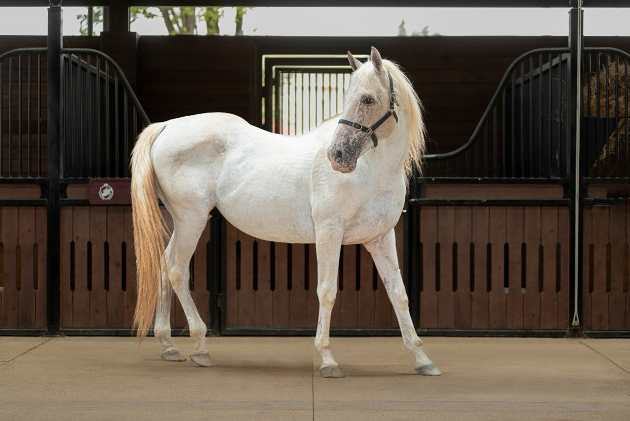 Sắp diễn ra giải cưỡi ngựa chuyên nghiệp tiên phong tại Việt Nam – Vinpearl Equestrian Cup 2025- Ảnh 5. Sắp diễn ra giải cưỡi ngựa chuyên nghiệp tiên phong tại Việt Nam – xem bong da truc tiep cup c1- Ảnh 5.