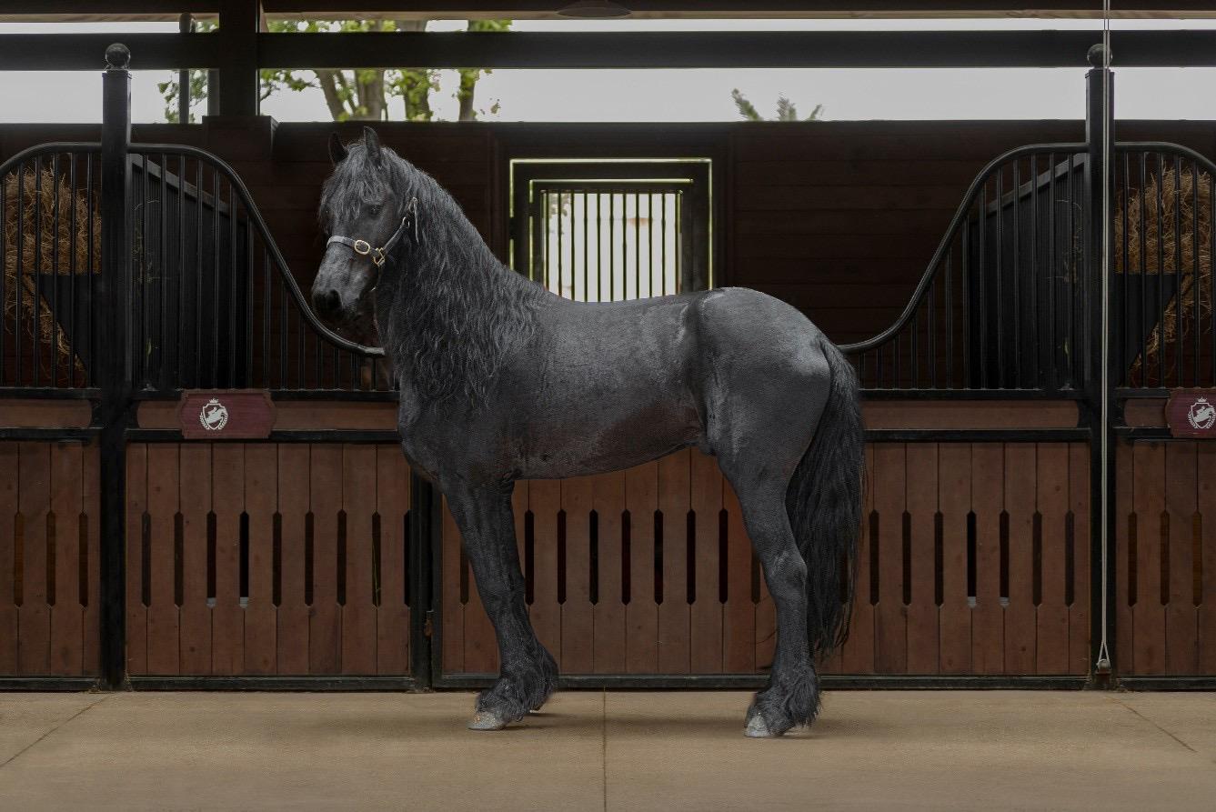 Sắp diễn ra giải cưỡi ngựa chuyên nghiệp tiên phong tại Việt Nam – Vinpearl Equestrian Cup 2025- Ảnh 4. Sắp diễn ra giải cưỡi ngựa chuyên nghiệp tiên phong tại Việt Nam – xem bong da truc tiep cup c1- Ảnh 4.