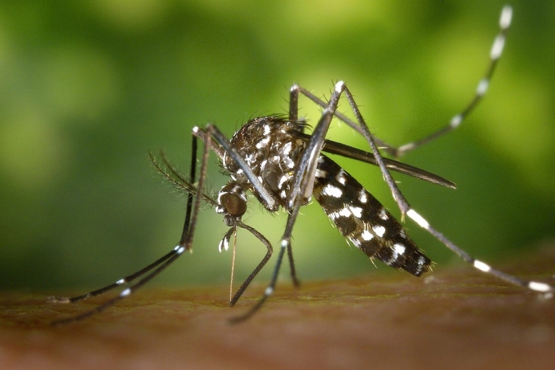 Bộ Y tế thông tin về bệnh gây đau, viêm khớp do lây từ muỗi Aedes- Ảnh 1.