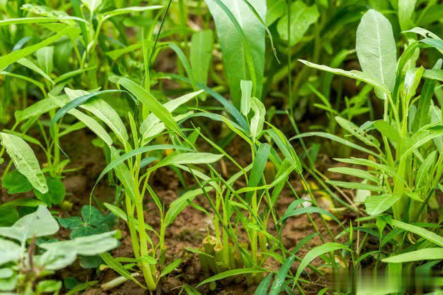 7 loại rau “khó bị sâu bệnh”, cực dễ trồng dễ chăm, ai sợ thuốc trừ sâu thì có thể tự trồng tại nhà- Ảnh 2. 7 loại rau “khó bị sâu bệnh”, cực dễ trồng dễ chăm, ai sợ thuốc trừ sâu thì có thể tự trồng tại nhà- Ảnh 2.