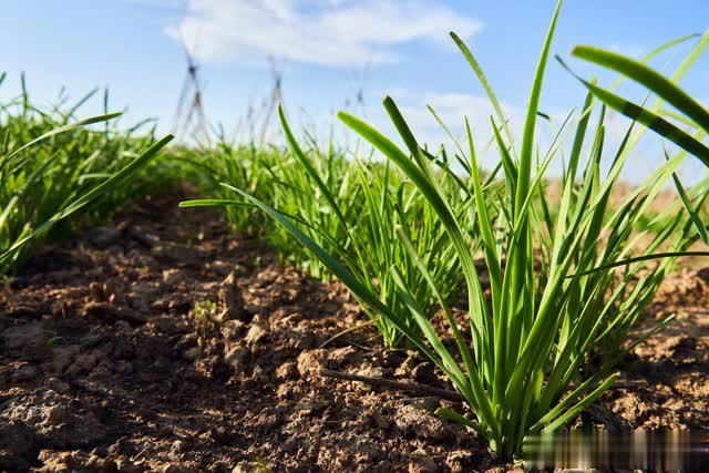 7 loại rau “khó bị sâu bệnh”, cực dễ trồng dễ chăm, ai sợ thuốc trừ sâu thì có thể tự trồng tại nhà- Ảnh 3. 7 loại rau “khó bị sâu bệnh”, cực dễ trồng dễ chăm, ai sợ thuốc trừ sâu thì có thể tự trồng tại nhà- Ảnh 3.
