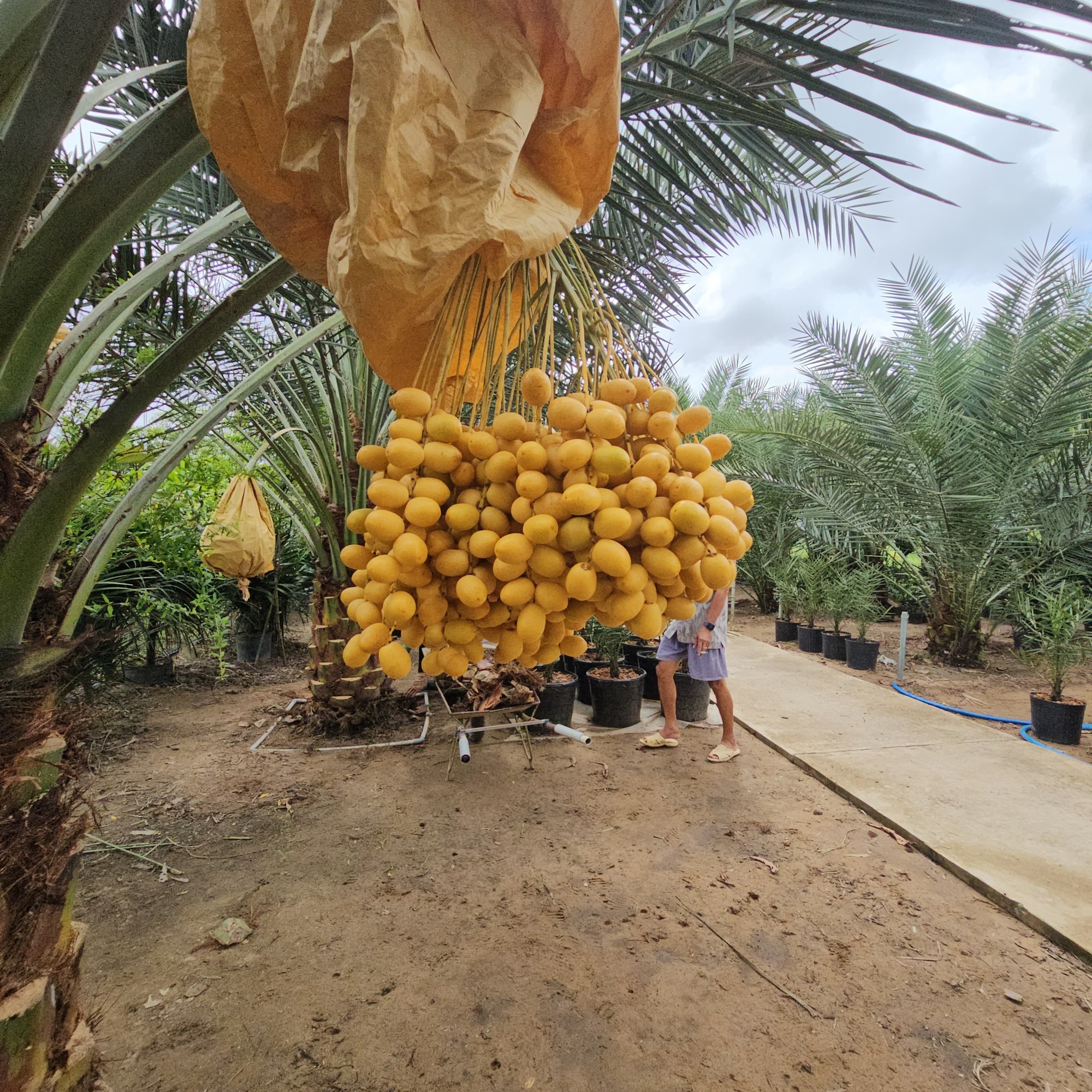 Chợ hoa quả tháng 8: Chà là bất ngờ “soán ngôi” xoài, nho để thành mặt hàng hot nhất- Ảnh 1. Chợ hoa quả tháng 8: Chà là bất ngờ “soán ngôi” xoài, nho để thành mặt hàng hot nhất- Ảnh 1.