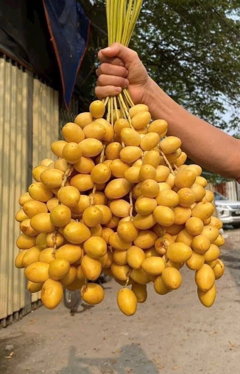 Chợ hoa quả tháng 8: Chà là bất ngờ “soán ngôi” xoài, nho để thành mặt hàng hot nhất- Ảnh 2. Chợ hoa quả tháng 8: Chà là bất ngờ “soán ngôi” xoài, nho để thành mặt hàng hot nhất- Ảnh 2.