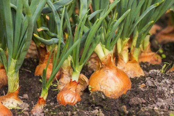 6 loại rau củ không cần dùng thuốc trừ sâu vẫn lớn, người bán hàng còn yên tâm để lại ăn, nhà bạn đã mua đúng chưa?- Ảnh 3.
