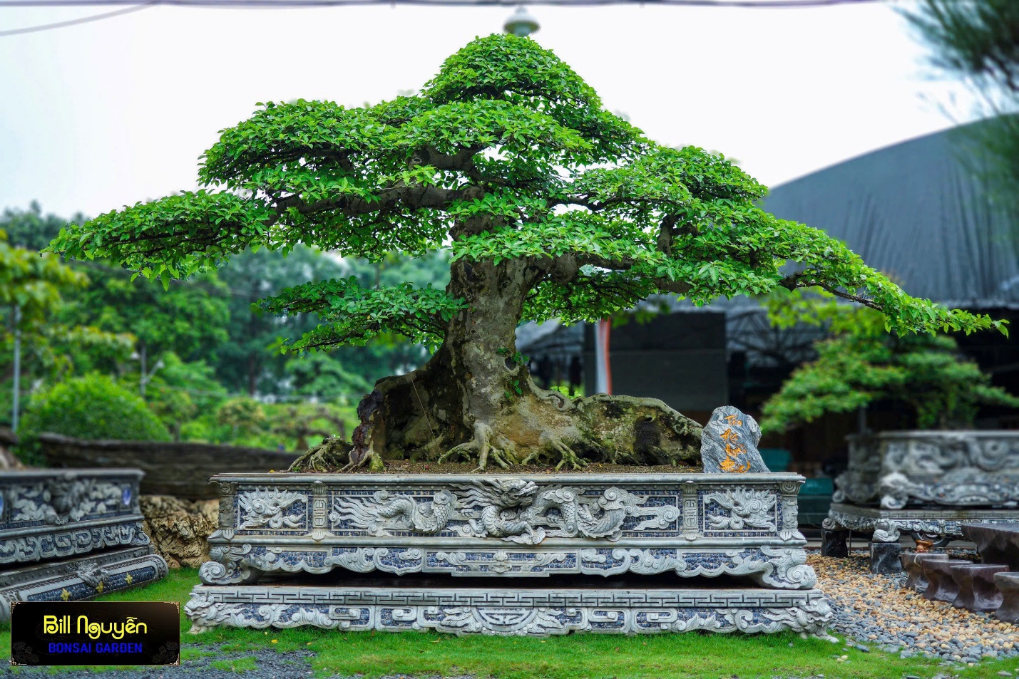Bill Nguyễn Bonsai Garden: Từ "Mạch Nguồn" đến "Chuyện Nghệ Nhân"- Ảnh 3. Bill Nguyễn Bonsai Garden: Từ "Mạch Nguồn" đến "Chuyện Nghệ Nhân"- Ảnh 3.