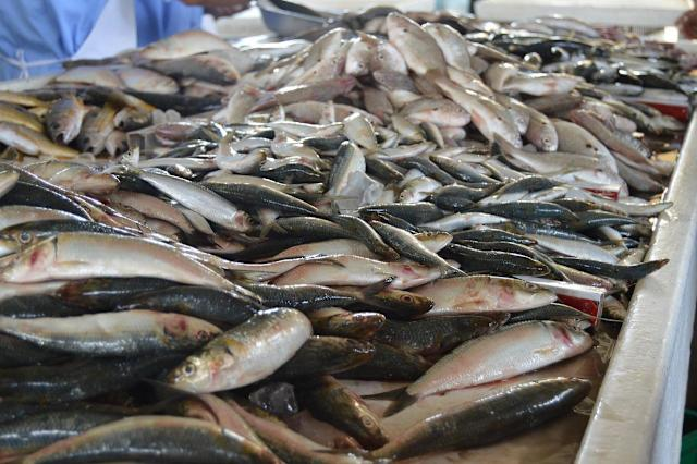 Người đàn ông lich tuong thuat truc tiep bong da hom nay thận vì ăn loại cá này thường xuyên- Ảnh 1.
