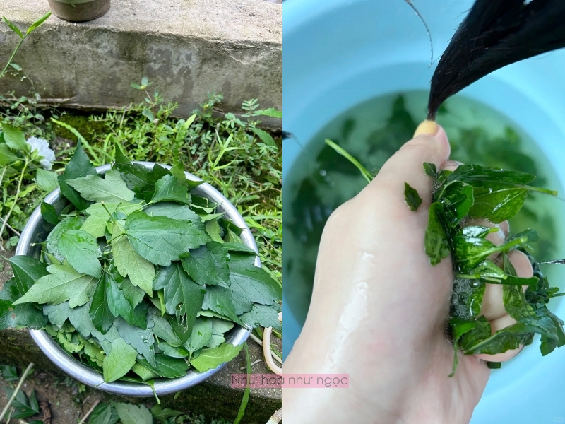 Nghe lời bà ngoại, tôi thử gội đầu bằng lá dâm bụt và phát hiện ra đây chính là 