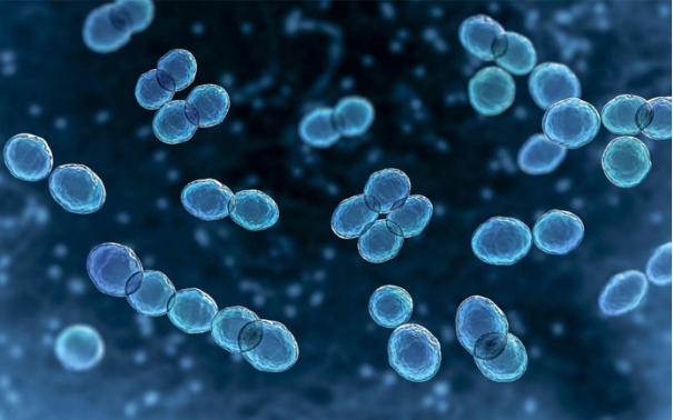 Sữa tươi Meta Fresh Lợi khuẩn mới đột phá với công nghệ Lợi khuẩn Postbiotic giúp tăng cường đề kháng- Ảnh 1. Sữa tươi Meta Fresh Lợi khuẩn mới đột phá với công nghệ Lợi khuẩn Postbiotic giúp tăng cường đề kháng- Ảnh 1.