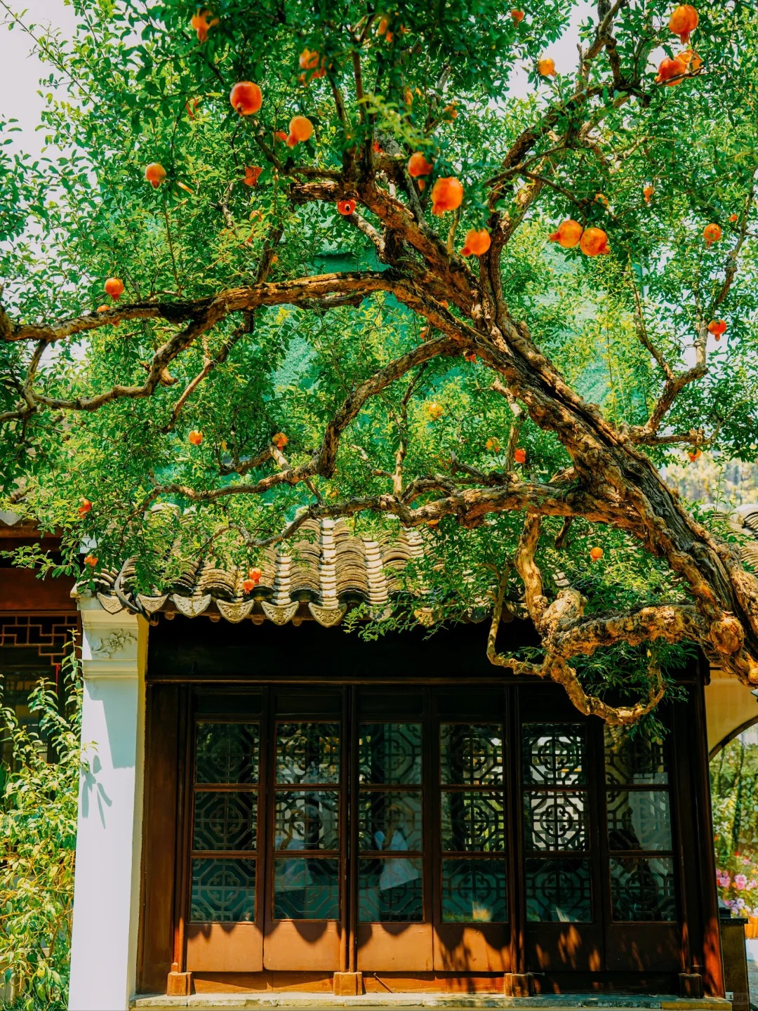 Dạo này MXH xứ Trung ngập tràn hình ảnh một cây lựu cổ: Hóa ra "kho báu mùa thu" nằm ngay ở Tô Châu!- Ảnh 7. Dạo này MXH xứ lich bong da truc tiep ngập tràn hình ảnh một cây lựu cổ: Hóa ra "kho báu mùa thu" nằm ngay ở Tô Châu!- Ảnh 7.