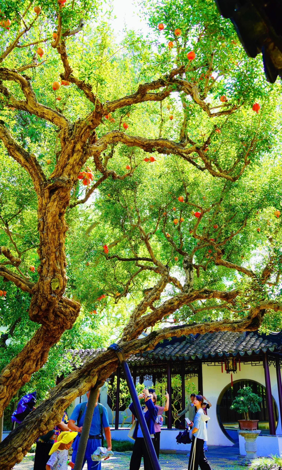 Dạo này MXH xứ Trung ngập tràn hình ảnh một cây lựu cổ: Hóa ra "kho báu mùa thu" nằm ngay ở Tô Châu!- Ảnh 22. Dạo này MXH xứ lich bong da truc tiep ngập tràn hình ảnh một cây lựu cổ: Hóa ra "kho báu mùa thu" nằm ngay ở Tô Châu!- Ảnh 22.