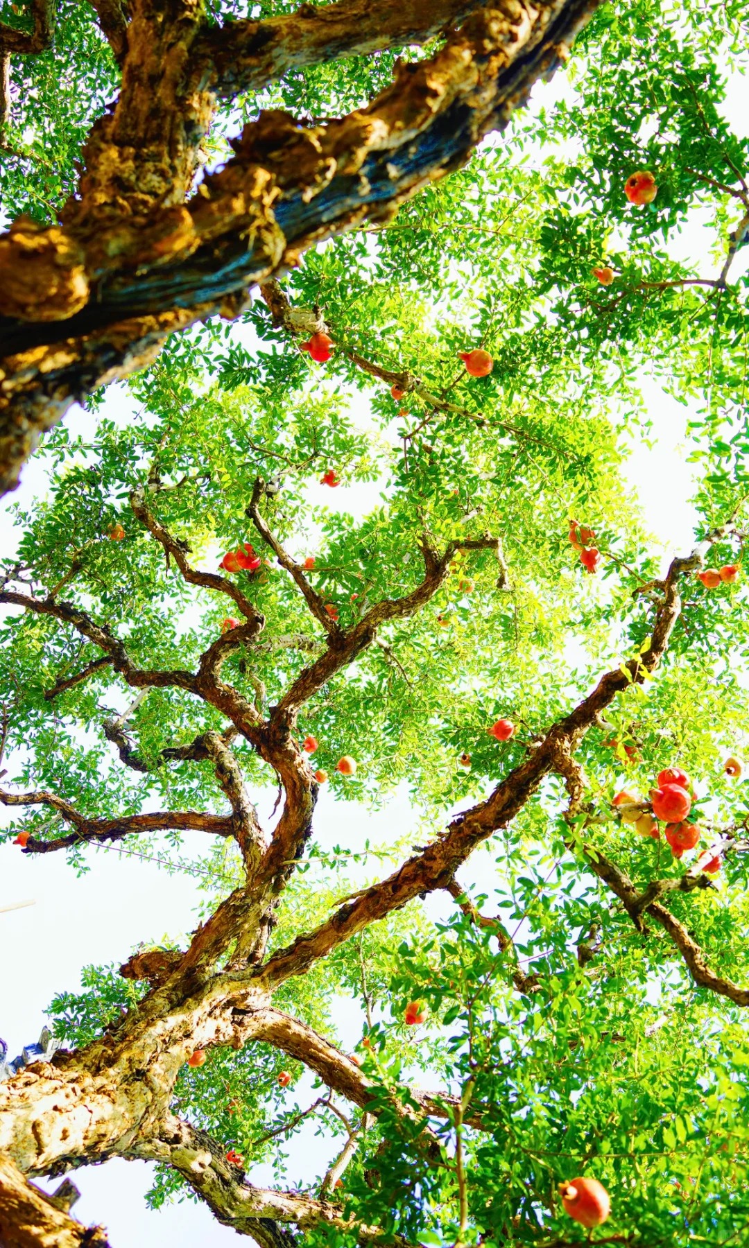 Dạo này MXH xứ Trung ngập tràn hình ảnh một cây lựu cổ: Hóa ra "kho báu mùa thu" nằm ngay ở Tô Châu!- Ảnh 21. Dạo này MXH xứ lich bong da truc tiep ngập tràn hình ảnh một cây lựu cổ: Hóa ra "kho báu mùa thu" nằm ngay ở Tô Châu!- Ảnh 21.
