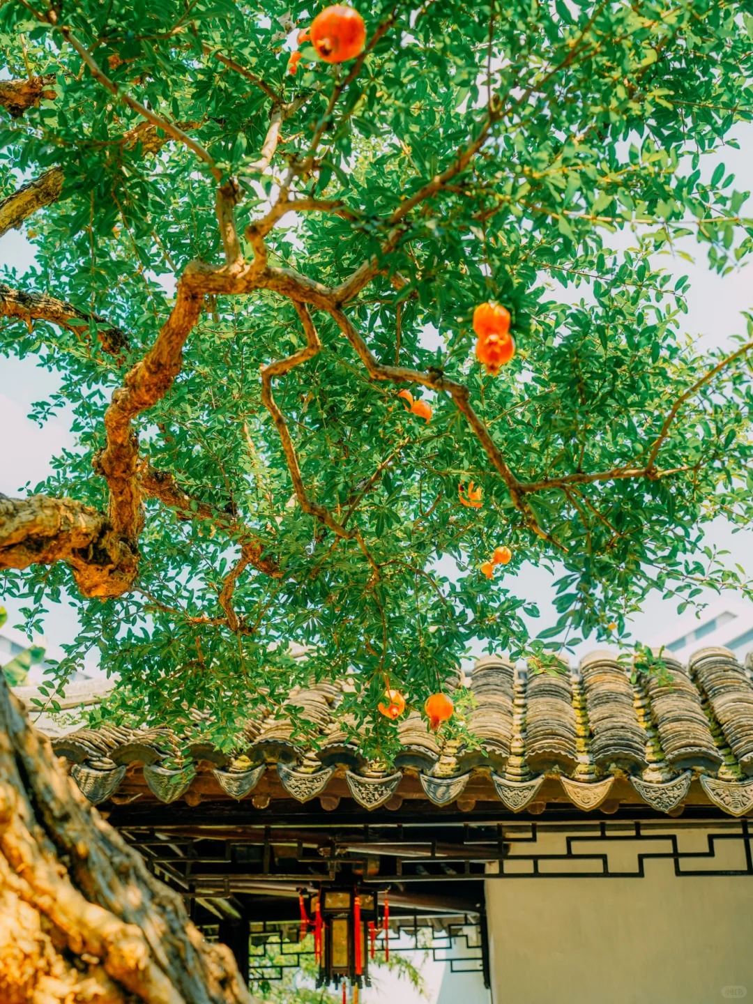 Dạo này MXH xứ Trung ngập tràn hình ảnh một cây lựu cổ: Hóa ra "kho báu mùa thu" nằm ngay ở Tô Châu!- Ảnh 12. Dạo này MXH xứ lich bong da truc tiep ngập tràn hình ảnh một cây lựu cổ: Hóa ra "kho báu mùa thu" nằm ngay ở Tô Châu!- Ảnh 12.