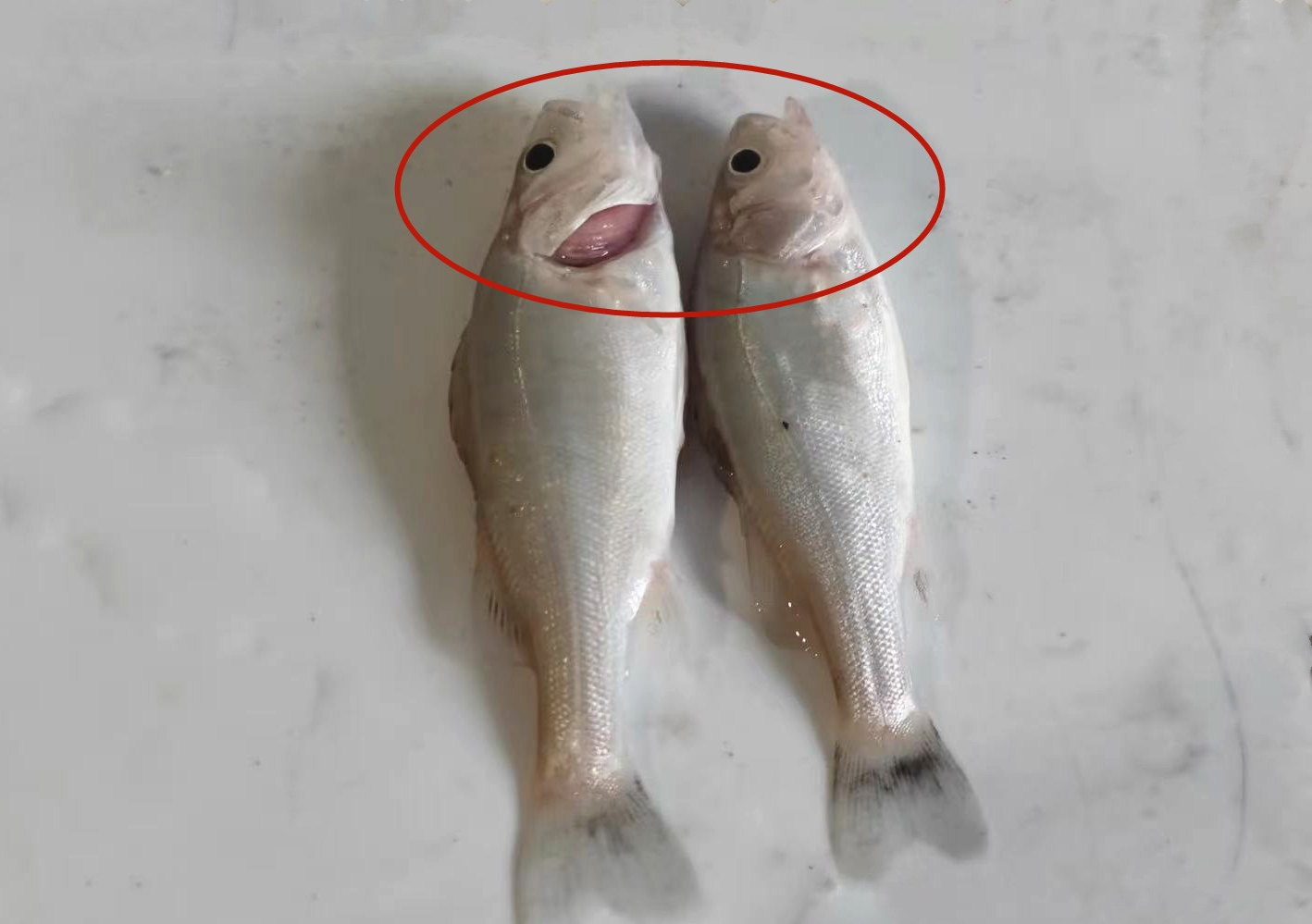 Tôi vừa mới phát hiện ra: 4 loại cá này chứa kim loại nặng và ký sinh trùng, vì sức khỏe của bạn và gia đình nên ăn ít lại!- Ảnh 4. Tôi vừa mới phát hiện ra: 4 loại mitom bong da truc tiep này chứa kim loại nặng và ký sinh trùng, vì sức khỏe của bạn và gia đình nên ăn ít lại!- Ảnh 4.