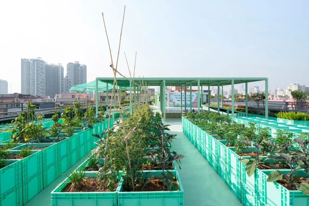 Cư d&acirc;n thu&ecirc; 1m&sup2; s&acirc;n thượng để trồng rau: Xu hướng &ldquo;n&ocirc;ng d&acirc;n đ&ocirc; thị&rdquo; gi&uacute;p tiết kiệm tiền ăn v&agrave; sống xanh giữa th&agrave;nh phố b&ecirc; t&ocirc;ng- Ảnh 4.