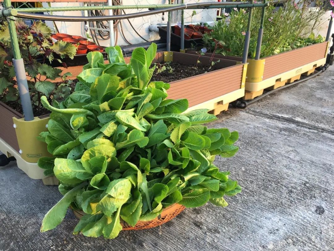 Cư d&acirc;n thu&ecirc; 1m&sup2; s&acirc;n thượng để trồng rau: Xu hướng &ldquo;n&ocirc;ng d&acirc;n đ&ocirc; thị&rdquo; gi&uacute;p tiết kiệm tiền ăn v&agrave; sống xanh giữa th&agrave;nh phố b&ecirc; t&ocirc;ng- Ảnh 15.