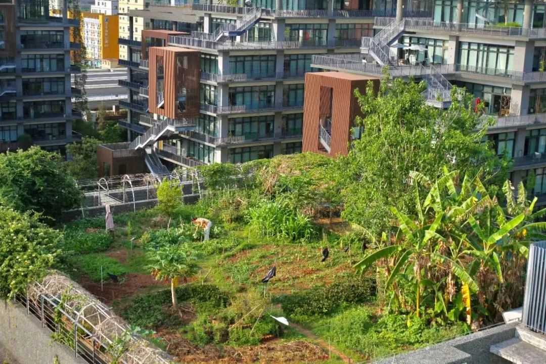 Cư d&acirc;n thu&ecirc; 1m&sup2; s&acirc;n thượng để trồng rau: Xu hướng &ldquo;n&ocirc;ng d&acirc;n đ&ocirc; thị&rdquo; gi&uacute;p tiết kiệm tiền ăn v&agrave; sống xanh giữa th&agrave;nh phố b&ecirc; t&ocirc;ng- Ảnh 9.