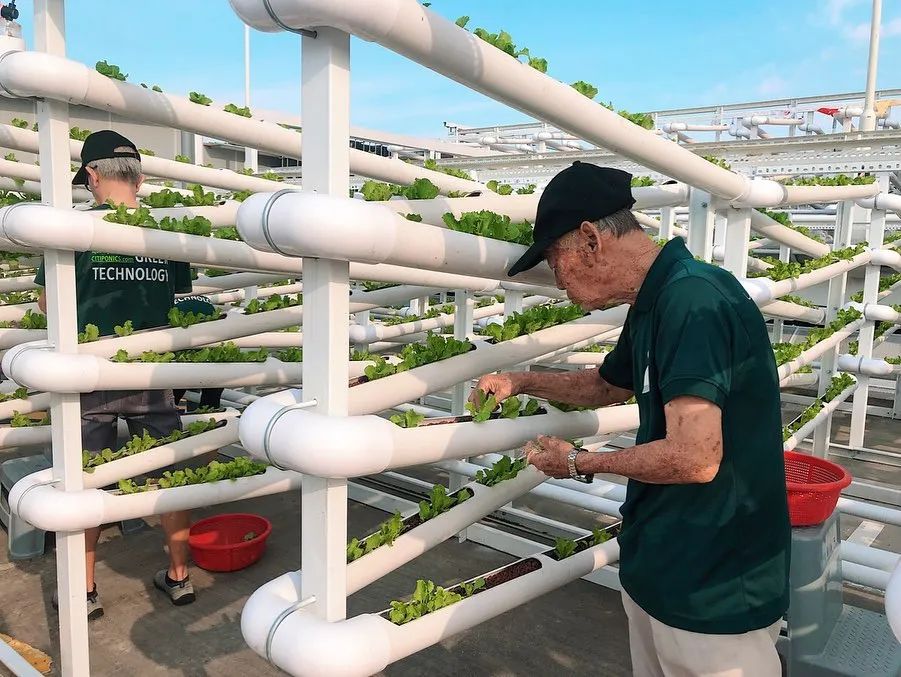 Cư d&acirc;n thu&ecirc; 1m&sup2; s&acirc;n thượng để trồng rau: Xu hướng &ldquo;n&ocirc;ng d&acirc;n đ&ocirc; thị&rdquo; gi&uacute;p tiết kiệm tiền ăn v&agrave; sống xanh giữa th&agrave;nh phố b&ecirc; t&ocirc;ng- Ảnh 17.