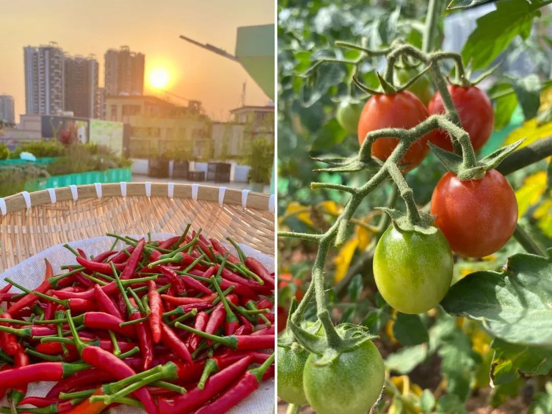 Cư d&acirc;n thu&ecirc; 1m&sup2; s&acirc;n thượng để trồng rau: Xu hướng &ldquo;n&ocirc;ng d&acirc;n đ&ocirc; thị&rdquo; gi&uacute;p tiết kiệm tiền ăn v&agrave; sống xanh giữa th&agrave;nh phố b&ecirc; t&ocirc;ng- Ảnh 3.