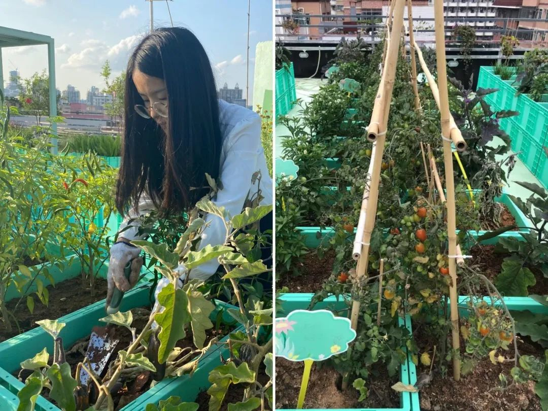 Cư d&acirc;n thu&ecirc; 1m&sup2; s&acirc;n thượng để trồng rau: Xu hướng &ldquo;n&ocirc;ng d&acirc;n đ&ocirc; thị&rdquo; gi&uacute;p tiết kiệm tiền ăn v&agrave; sống xanh giữa th&agrave;nh phố b&ecirc; t&ocirc;ng- Ảnh 2.